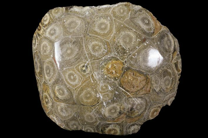 Polished Fossil Coral (Actinocyathus) - Morocco #100563